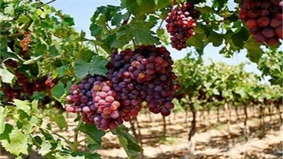 «العنب» يساهم في زيادة حجم الصادرات المصرية إلى أوزبكستان