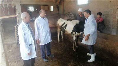 التفاصيل الكاملة لإطلاق بيطري دمياط حملة لتحصين الماشية