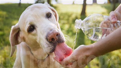 منار غانم تحذر من طقس شديد الحرارة في الأيام المقبلة.. وتدعو للرفق بالحيوانات 