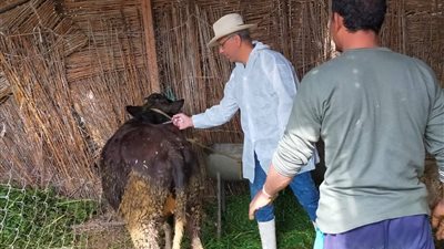 تنفيذ فعاليات الحملة القومية الثانية للتحصين البيطري في محافظة السويس