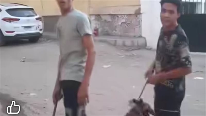 الواقعة