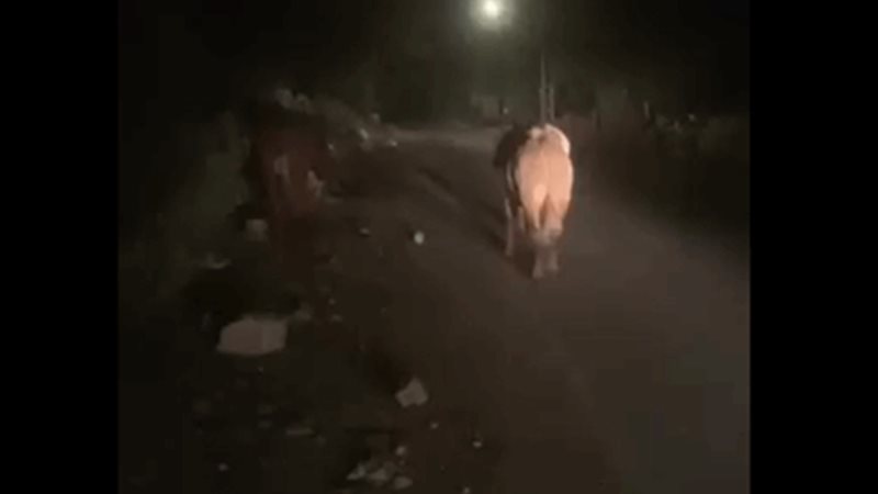 أبقار في جنوب لبنان