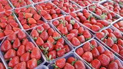 بـ 442 مليون دولار .. الفراولة المجمدة تتصدر قائمة الصادارت المصرية للأسواق 