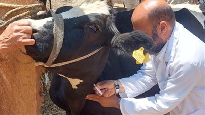 تحصين 39988 رأس ماشية ضد الحمى القلاعية والوادي المتصدع والجلد العقدي بالفيوم