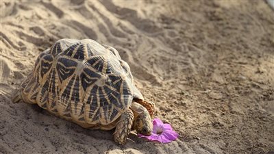 جنود بأربعة أرجل.. الكلاب البوليسية تحرس آخر ما تبقى من السلاحف الهندسية