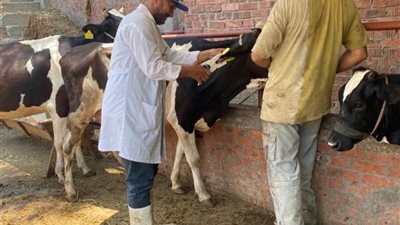 دمياط تكثف جهودها في تحصين الثروة الحيوانية ضمن حملة وقائية شاملة