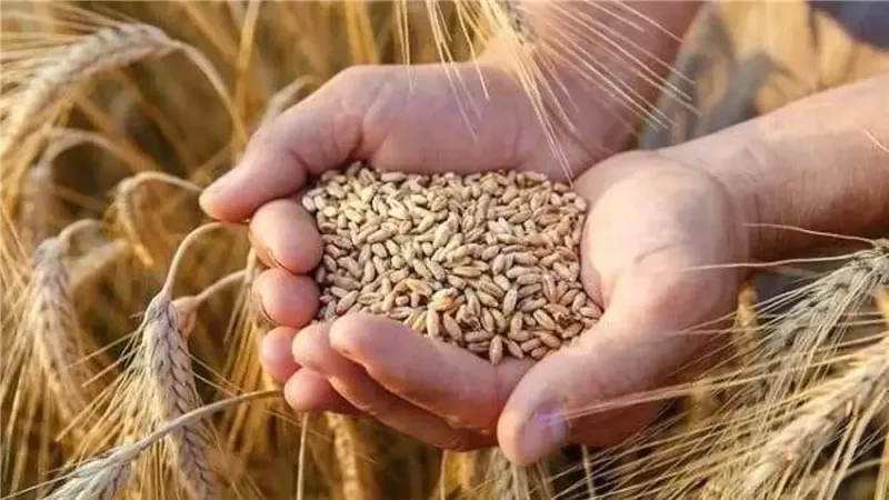تحقيق الاكتفاء الذاتي