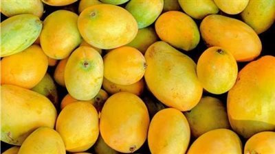 تراجع كبير في أسعار المانجو.. الكيلو يبدأ من 15 جنيها بسوق العبور