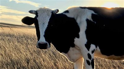 ما حكم مشاركة الغير في الماشية؟ .. دار الإفتاء توضح