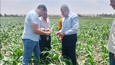 محافظ أسيوط يشدد على تكثيف متابعة الزراعات وتقديم الدعم للمزارعين