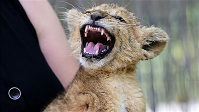 مطعم صيني يثير الجدل بخدمة 