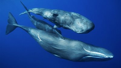 من أعماق السيرة النبوية.. 