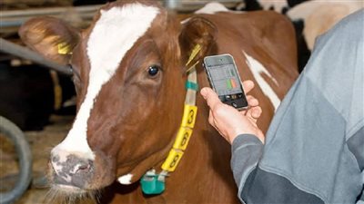 طارق سليمان: قواعد البيانات والتراخيص الحديثة أسهمت في استقرار الإنتاج الحيوان