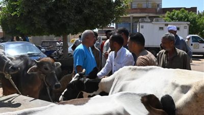 تحصين 179 ألف و337 رأس ماشية حملة التحصين ضد الحمى القلاعية بالبحيرة