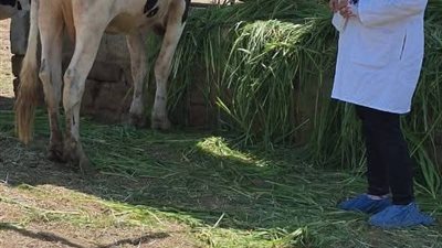 تنظيم قافلة بيطرية علاجية مجانية بمحافظة السويس غدا الاثنين 