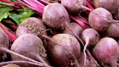 المزارعون يراهنون على البنجر: دورة زراعية أسرع وتكاليف أقل