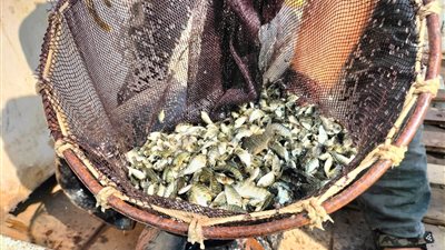 لتنمية المسطحات المائية.. ضخ300 ألف زريعة بلطي ببحيرة الصيادين بالإسماعيلية
