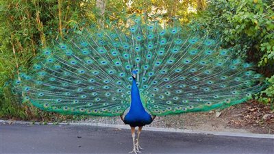 سرقة غامضة لطواويس نادرة من فندق تاريخي في كاليفورنيا