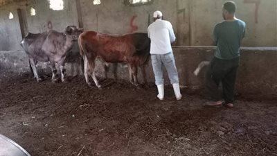 الزراعة: الترقيم والتحصين والتأمين على الثروة الحيوانية ضمان لرعاية متكاملة