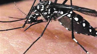 كارثة صحية محتملة.. البعوض المصري يهدد حياة 100 مليون مواطن 