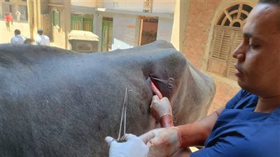 علاج 890 حيوان في قافلة لكلية طب بيطري سوهاج بقرية الحواويش