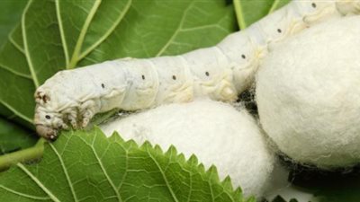 الحرير المصري على خارطة التوطين بدعم كامل من الدولة |خاص 