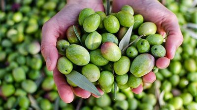 ميد مارت: مهرجان الزيتون انطلق بـ25 شركة ويستهدف 1000 شركة للترويج عالميا