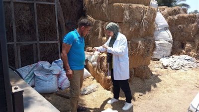 لضمان صحة المواطنين وسلامة الغذاء.. بيطرى الزرقا يواصل سحب عينات الطيور 
