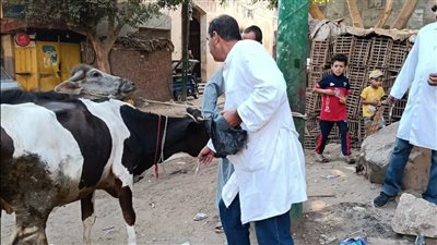 محافظ الجيزة: تحصين 42 ألف رأس ماشية ضمن الحملة القومية 