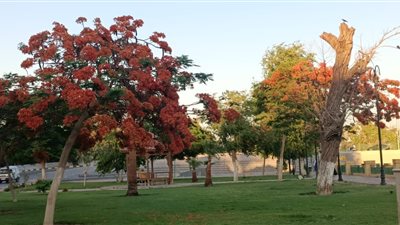 بين الحكاية والظل .. سر أشجار البونسيانا في الإسماعيلية