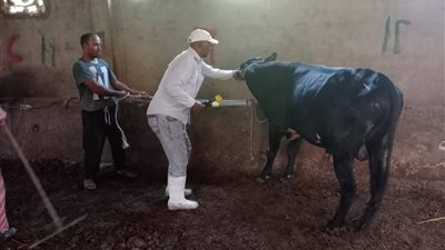 الدولة تواصل جهودها لتنمية الثروة الحيوانية وحماية الثروة القومية بالسويس