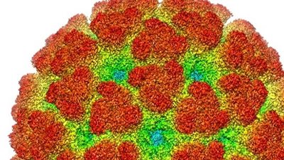 فيروس شيكونغونيا ..معلومات عن الفيروس وعلاقته بالبعوض 