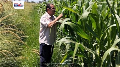 زراعة الفيوم: ندوة ارشادية لمكافحة دودة الحشد الخريفية 