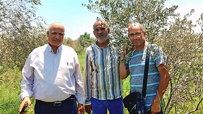 الزراعة بالإسماعيلية: محصول القطن في حالة جيدة وخالٍ من الإصابات