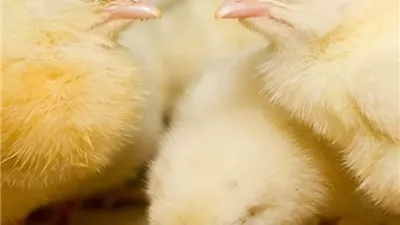 استقرار أسعار الكتاكيت والبط عمر يوم في الأسواق اليوم الجمعة 19 سبتمبر 