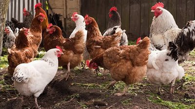 أسعار الدواجن اليوم الأحد 14 سبتمبر 2025 في الأسواق المحلية