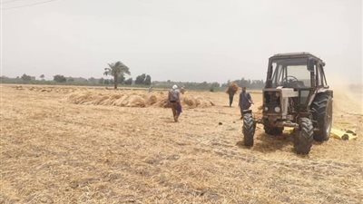منذ بداية الحصاد.. محافظة بني سويف: استلام 283 ألف و588 طن قمح محلي