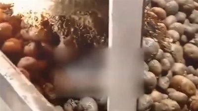 عامل في مصنع شيبسي يكشف كارثة غذائية.. فيديو يوثق استخدام بطاطس رديئة الجودة