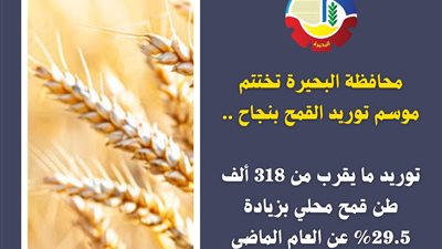 محافظة البحيرة تختتم موسم توريد القمح بنجاح بإجمالى 318 ألف طن قمح محلي
