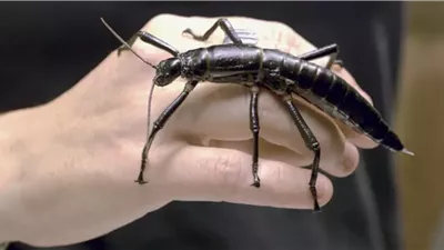 حشرة بـ«مظهر ملكي» تربك العلماء وتثير الرعب في أستراليا