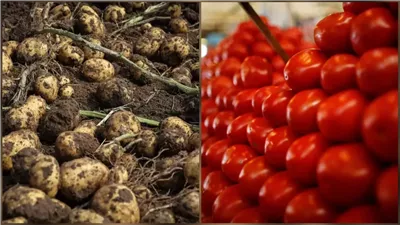 من طفرات الطبيعة إلى مائدة العالم.. هكذا وُلدت البطاطس