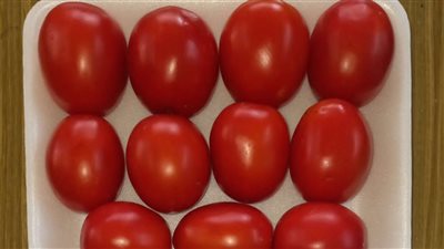 في يوم حقلي بالبحيرة.. «الزراعة» تقدم هجن طماطم مصرية جديدة بإنتاجية عالية