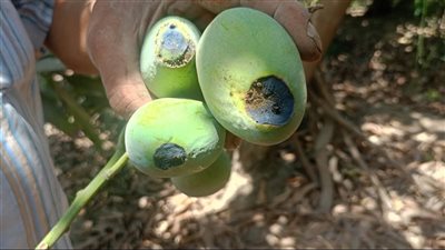 تلوث «الكلنكر» يهدد أكثر من 200 فدان زراعي في قرية السنانية بدمياط