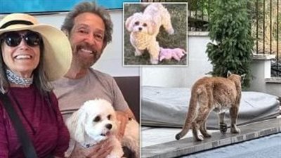 حادثة مأساوية.. مقتل كلب في هجوم نادر لأسد جبلي أثناء إنقاذ أصحابه 