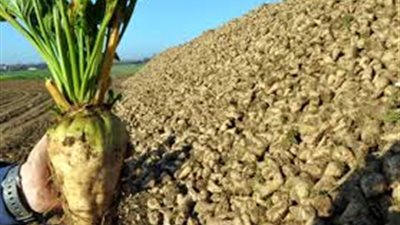 114 مليون دولار صادرات مصرية من تفل القصب ولب البنجر