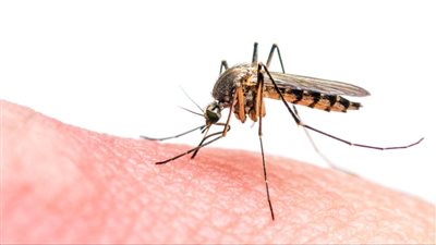 لصيف خالٍ من اللدغات: كيف تتجنب قرصات البعوض نهائيًا؟ 