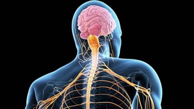 دراسة تكشف عن طريقة واعدة لعلاج التصلب الضموري..تفاصيل