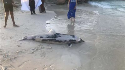 البيئة: دفن آمن لدولفين نافق بمنطقة الساحل الشمالي ضمن جهود حماية الطبيعة