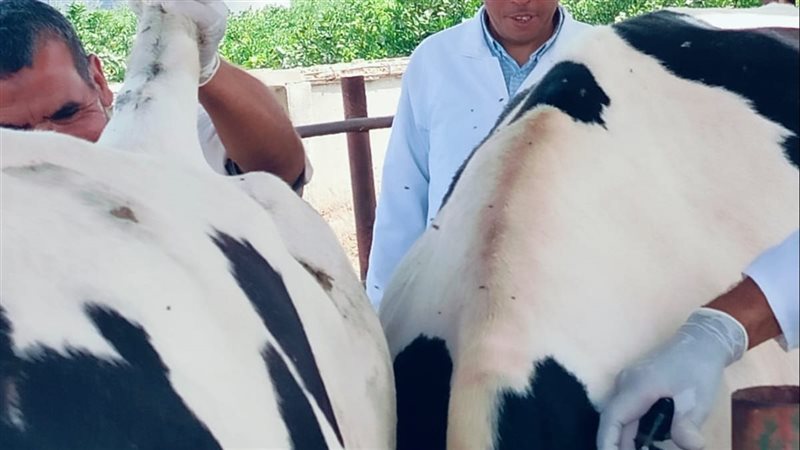 ماشية