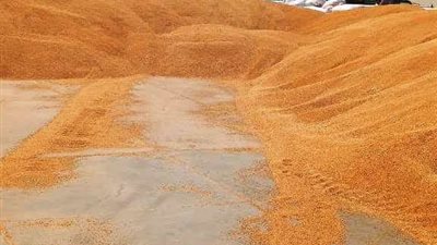 تخطت مستهدف التوريد.. استقبال 185 ألف طن أقماح بشون وصوامع محافظة سوهاج